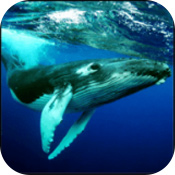座头鲸模拟器安卓版 V1.0.2