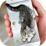 猫咪桌宠安卓版 V1.0