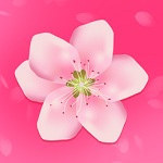 樱花草视频iphone在线观看高清版 V1.0